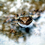 Kuk na bábu nebo žábu?