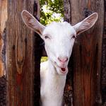 Pózující zvědavá koza