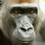 Z očí do očí ...