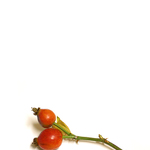Šípek