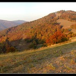 Bezovec