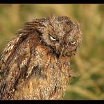 Z očí do očí III aneb copak je to za zvířátko?