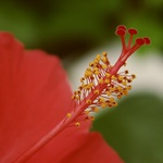Hibiscus
