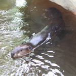 Bobr kanadský v akci