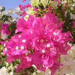 Egyptská kytka ....