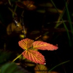 Podzim začíná ...