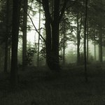 Podzimní mlhavý les - Jizerské hory