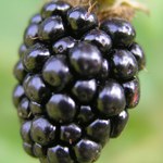 Ostružina jedlá, zralá, zahradní, toho času zavařená