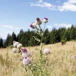 v Nízkých Tatrách ...