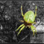 Arrachnophobia - green crusader