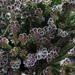 mnoho rostlinných mláďat