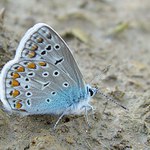 Modrásek vičencový