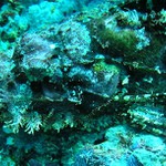 Dokonalé maskovanie