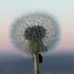 Večerní pampeliška...