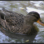 Lov divokých kachen...