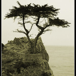 The Lone Cypress