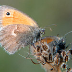 Nektar, už došel !!!