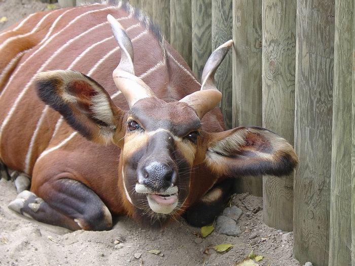 Pred veceri