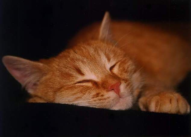 Macino