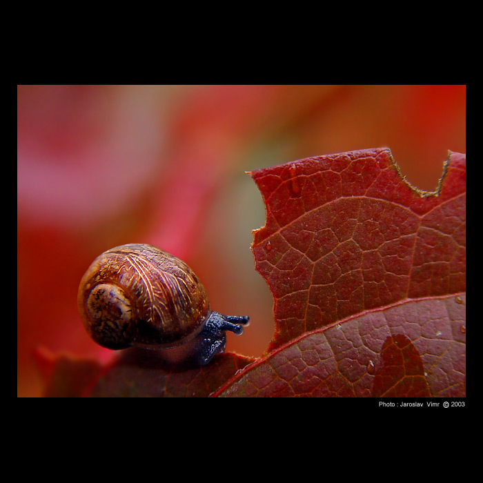 <b> - Podzimní  šneček - </b>