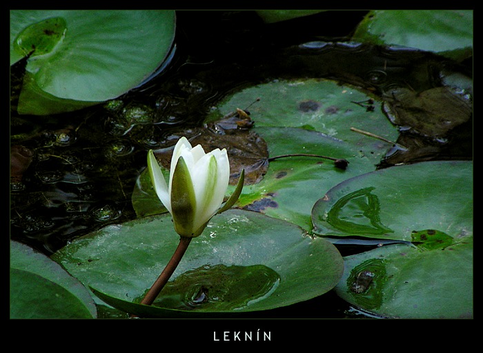 Leknín