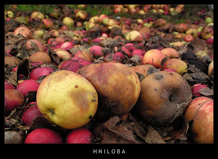 Hniloba