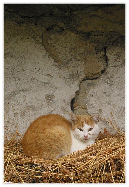 KiteKat