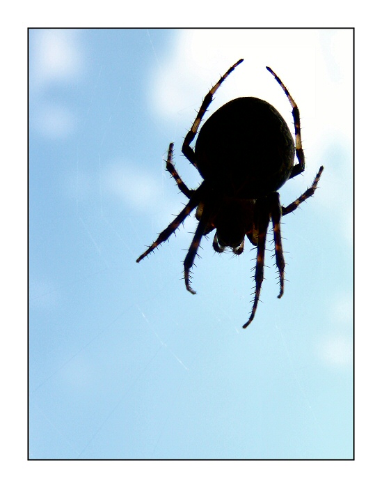 ..:: Arachnophobia ::..