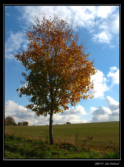 Podzimni strom