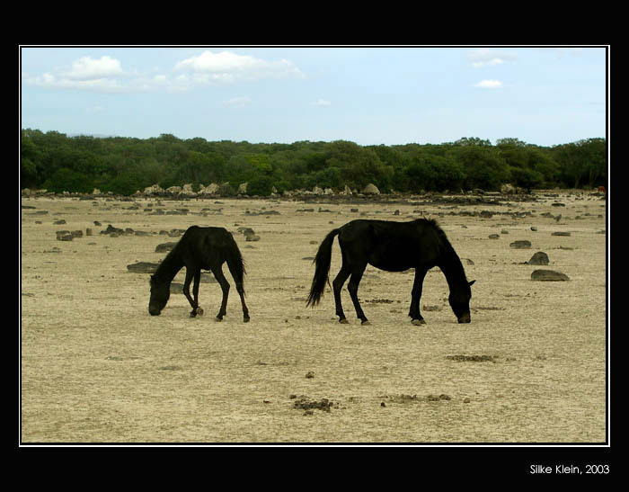 Sardští divocí koně