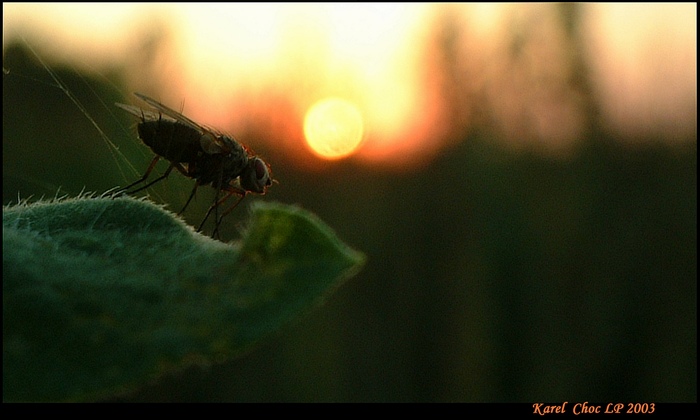 <b> Slunce nebo televize ? </b>