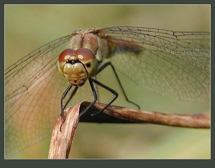 číhající šídlo