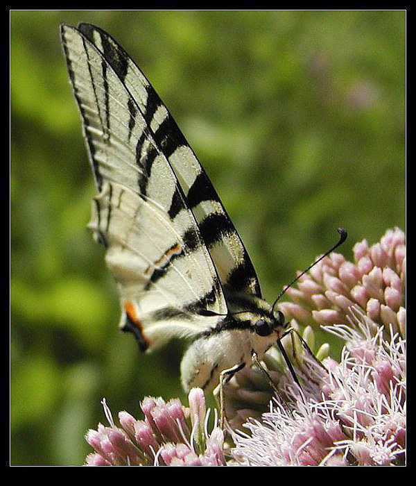 snídající otakárek