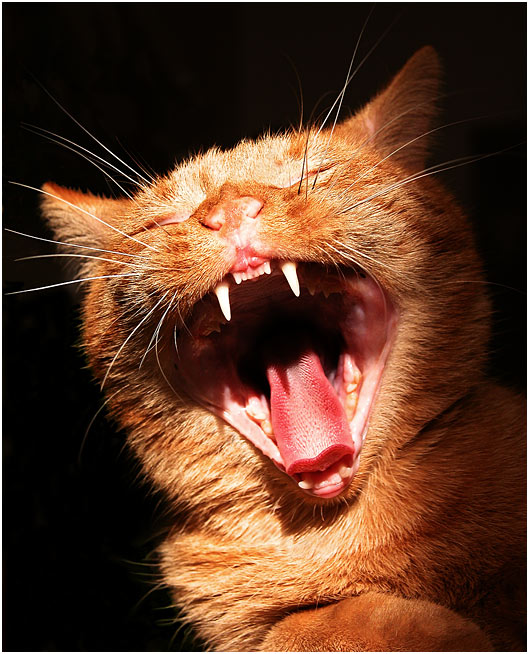 <b>.: KOCOUREK :.</b><br>