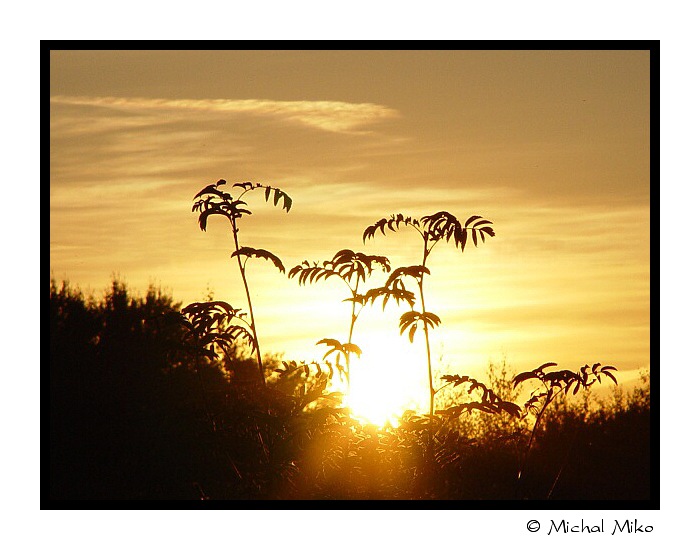 Jako palmy...