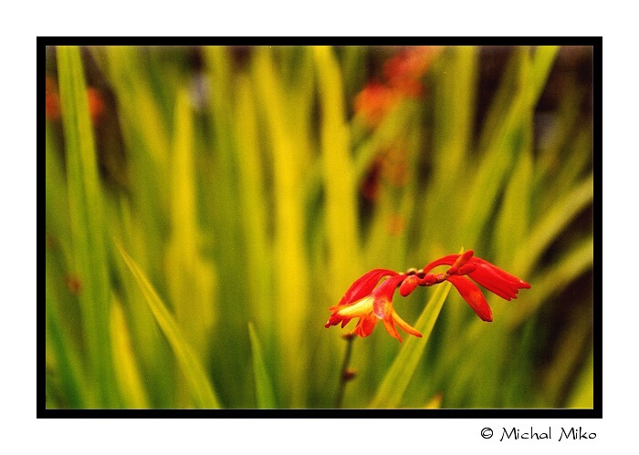 The Red Bloom