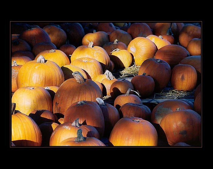 Vzhled dýní, když stromy je stíní.