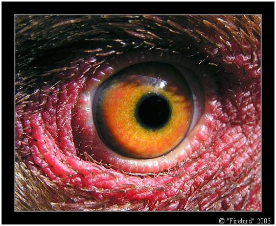 Dragon EYE