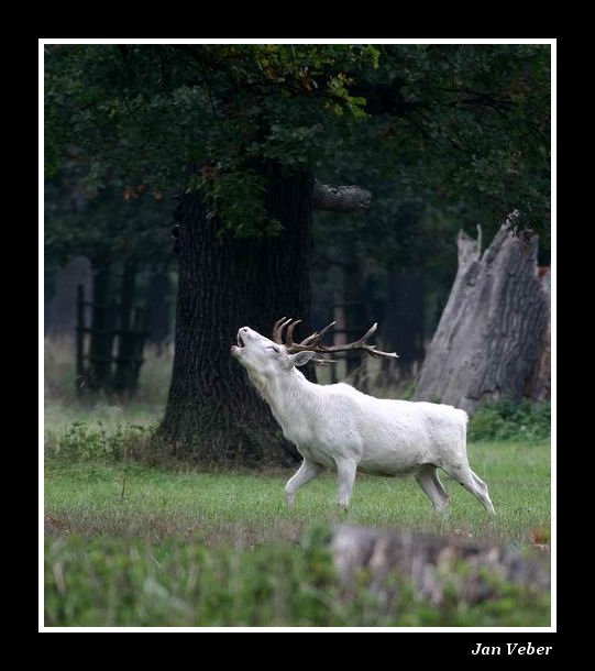 Konečně zatroubil!