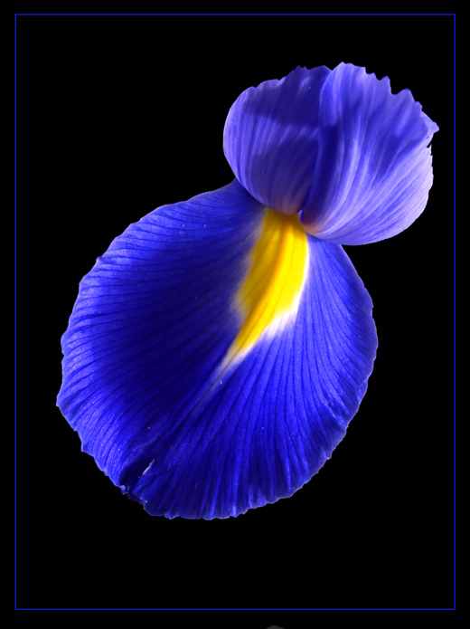Iris