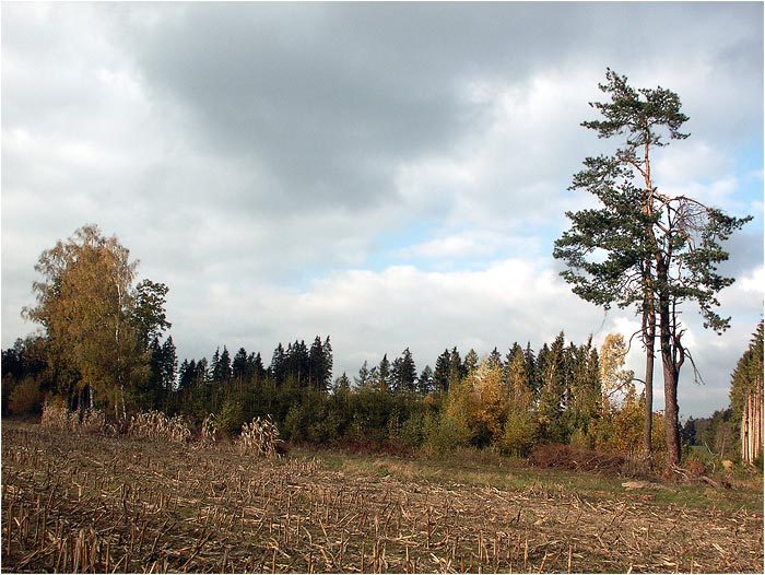 <B>z kukuřičního pole</B>