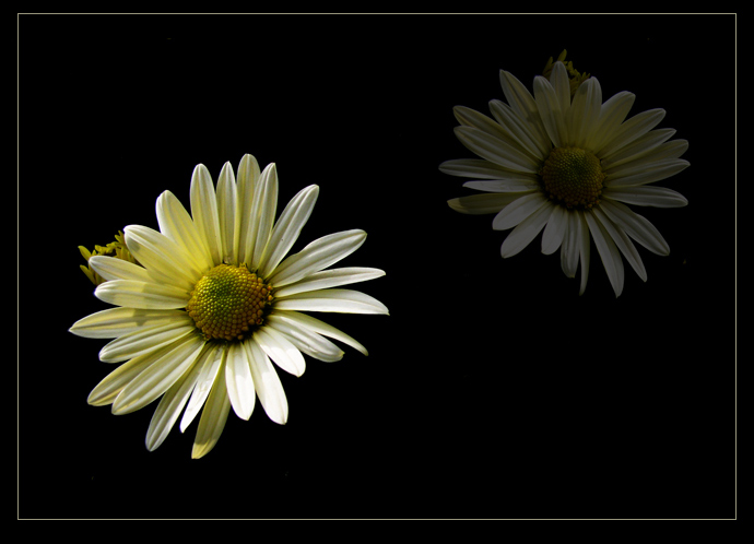 ...two flowers...