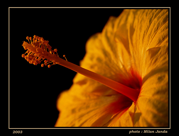 - flower -