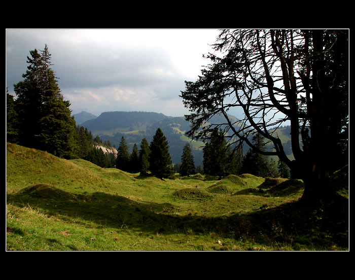 Stín stromu