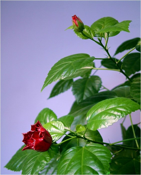 Ibišek "kancelářský"