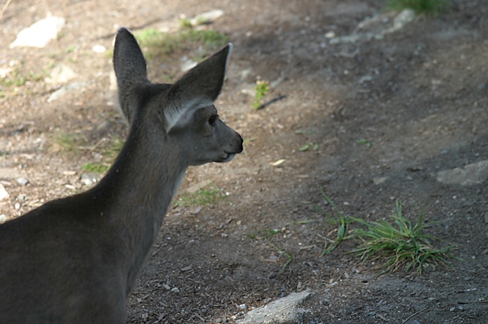 Zamyšlená malá srnka