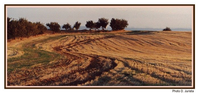 Západofka - esíčko