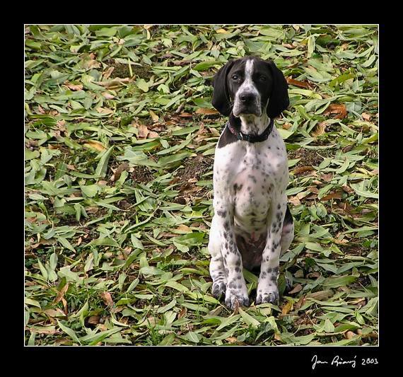 English pointer