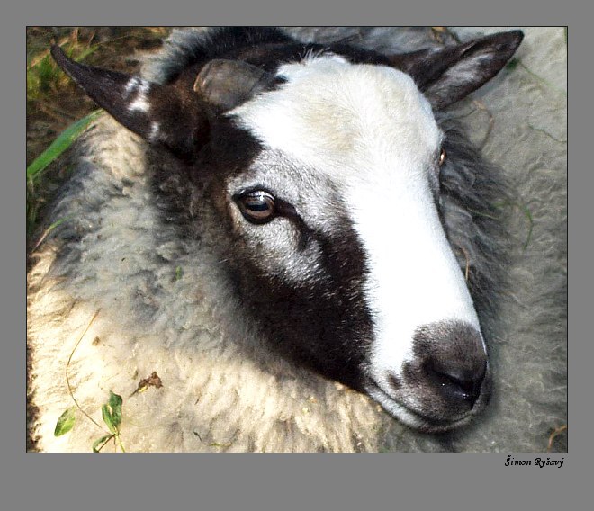 Ovečka