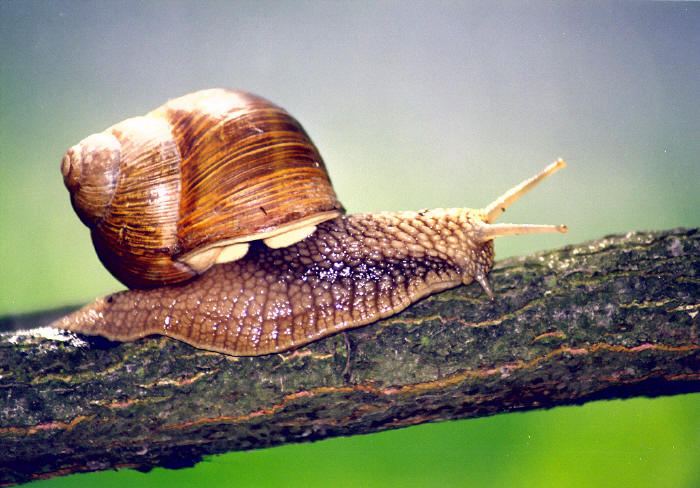 Šnečku šnečku vystrč růžky